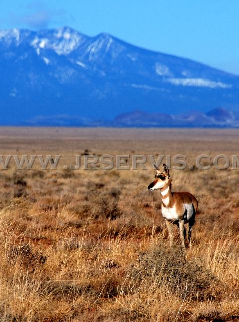 Antelope Doe w Peaks_Portirat.jpg